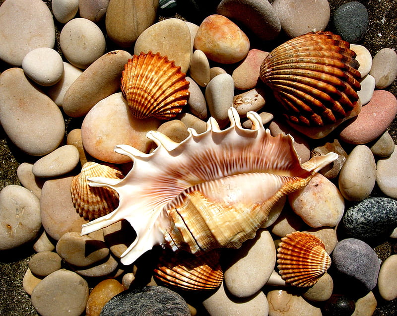 seashells, seashell, nature, shells, HD wallpaper