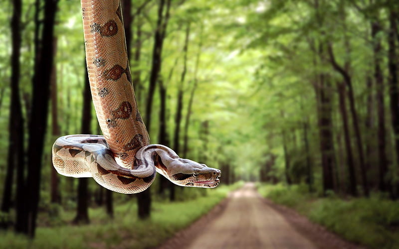 Snake road grass trees-Animal, HD wallpaper