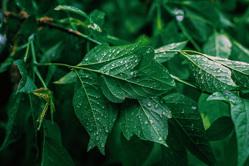 Saturation green, 2018, nature, rain, spring, water, HD wallpaper