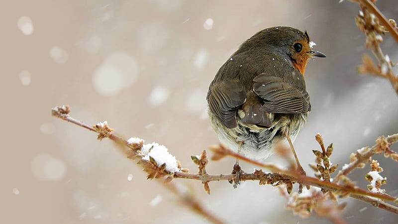So Ready for Spring!, bird, snow, spring, sparrow, trees, buds, Firefox Persona theme, winter, HD wallpaper