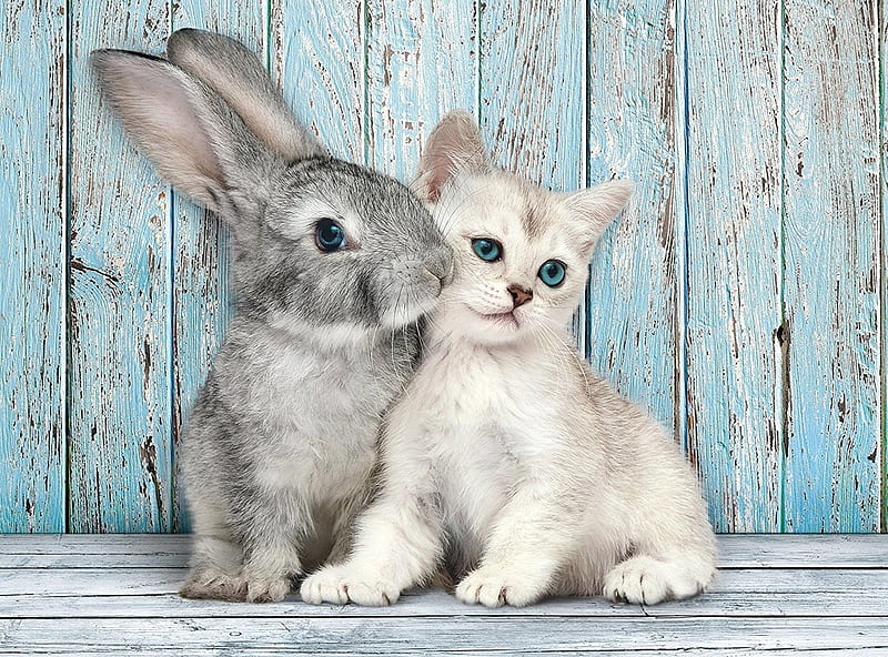 Bunny kiss, rabbit, cat, kiss, cute, roddent, bunny, kitten, pisica, wood, blue, HD wallpaper