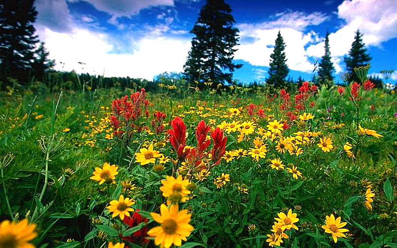 Field of wild flowers, wild flowers, grass, plants, pinetrees, blue sky, clouds, field, HD wallpaper