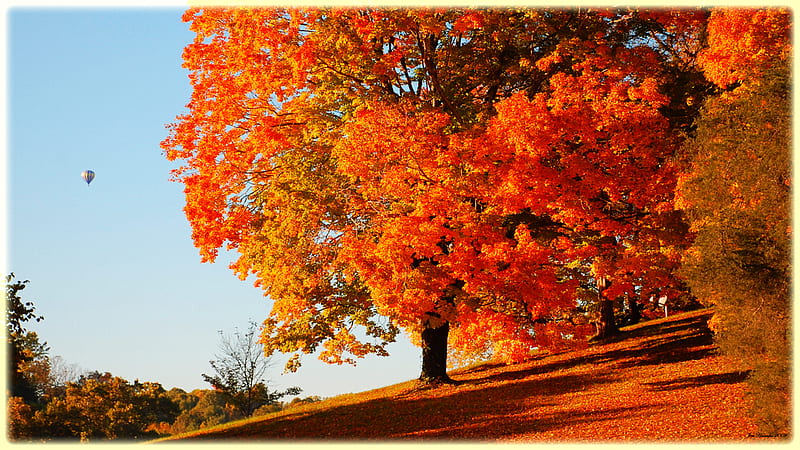 Pleasant, fall, autumn, tree, baloon, beauty, nature, sky, HD wallpaper |  Peakpx