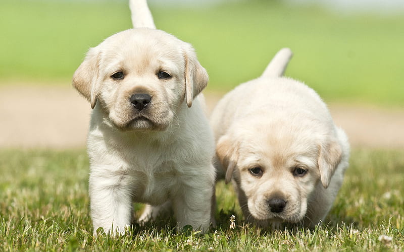 labradors, puppies, golden retriever, cute dog, pets, small labrador, cute animals, HD wallpaper