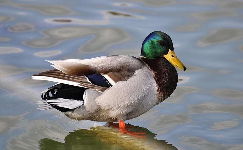 green, gray, and brown mallard duck in body of water, HD wallpaper