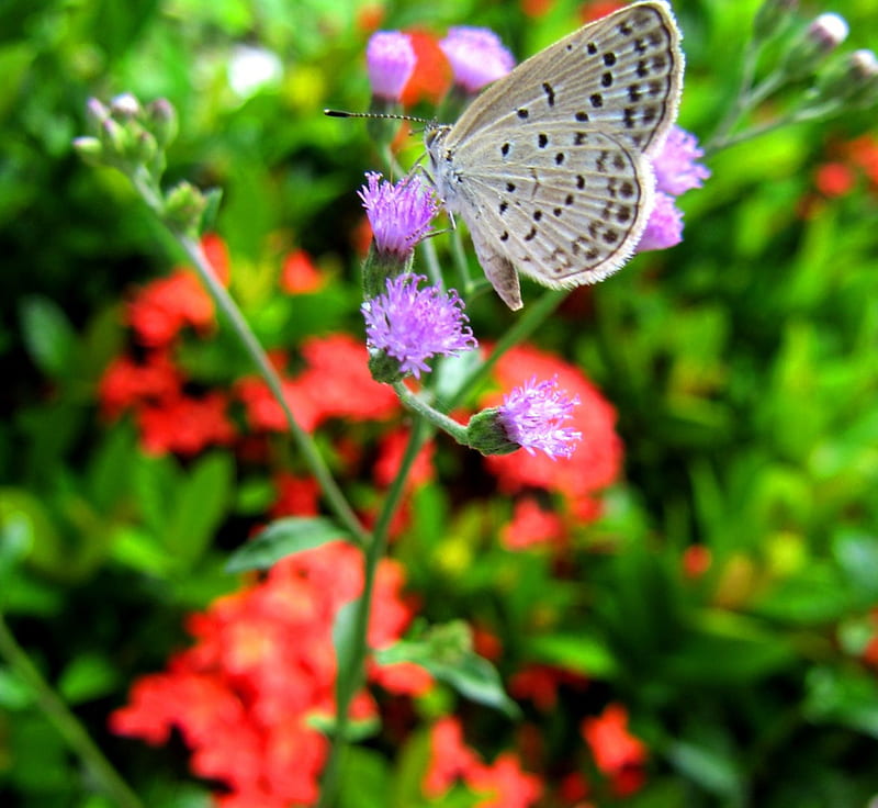 Lycaenidae, flowers, brightly colors, butterfly, HD wallpaper