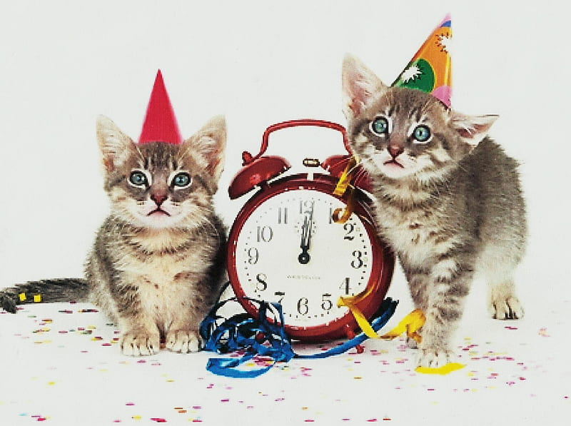 New Year cats, cute, tabbies, hats, clock, kitten, HD wallpaper