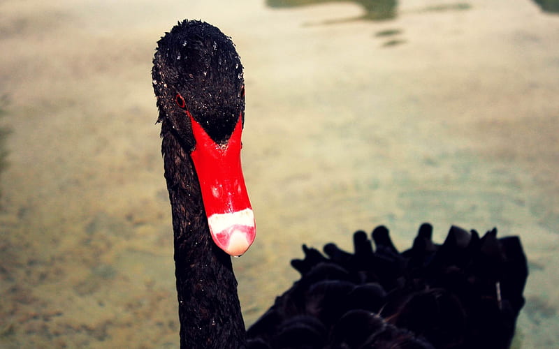swan beak black red-Animal, HD wallpaper
