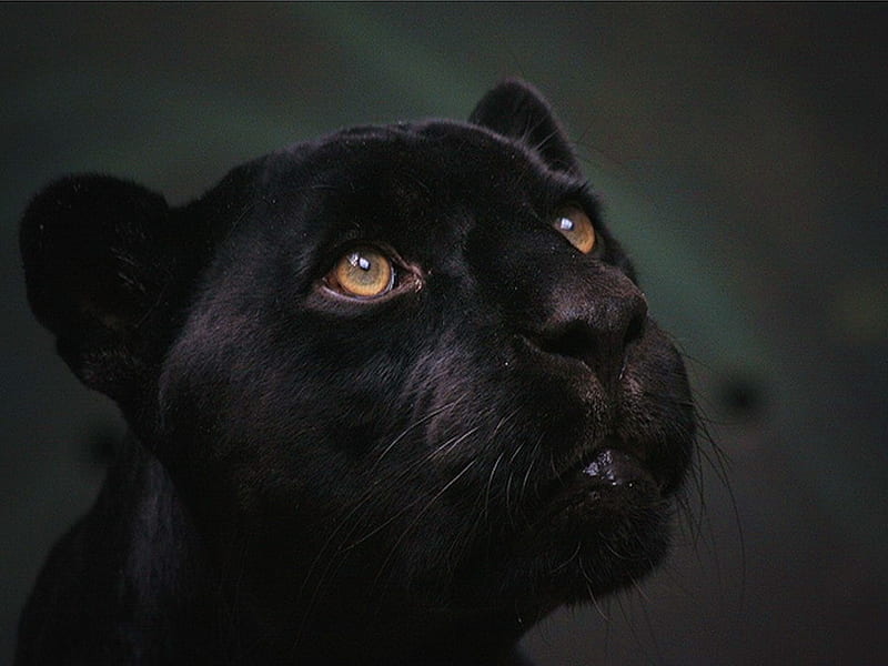 Panther head, feline, wildlife, cat, panther, animal, HD wallpaper