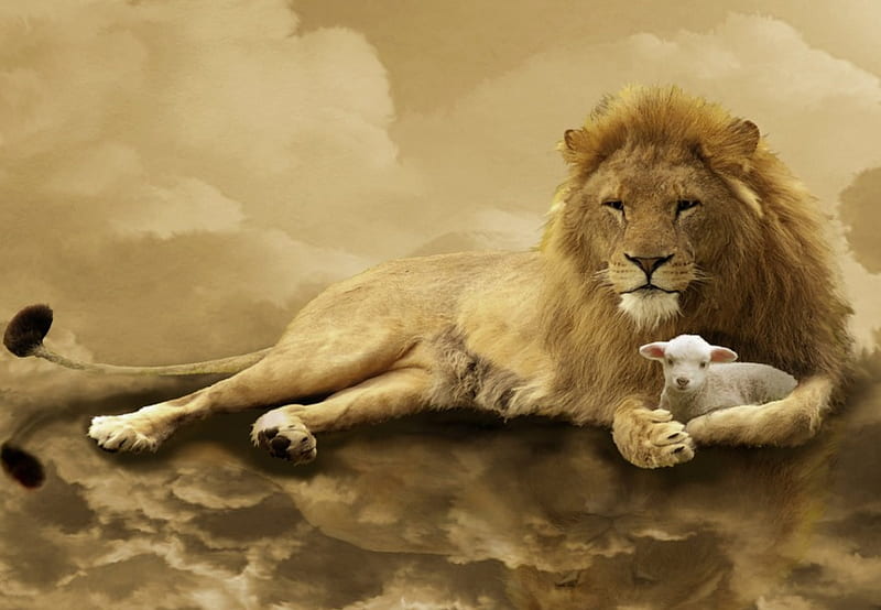 47 Lion and Lamb Wallpaper  WallpaperSafari