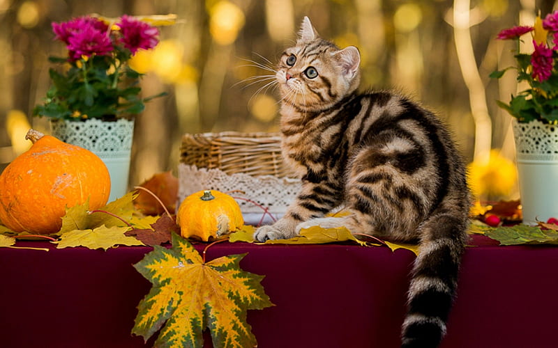 Kitten, autumn, orange, halloween, cat, animal, leaf, cute, pumpkin, pisica, HD wallpaper