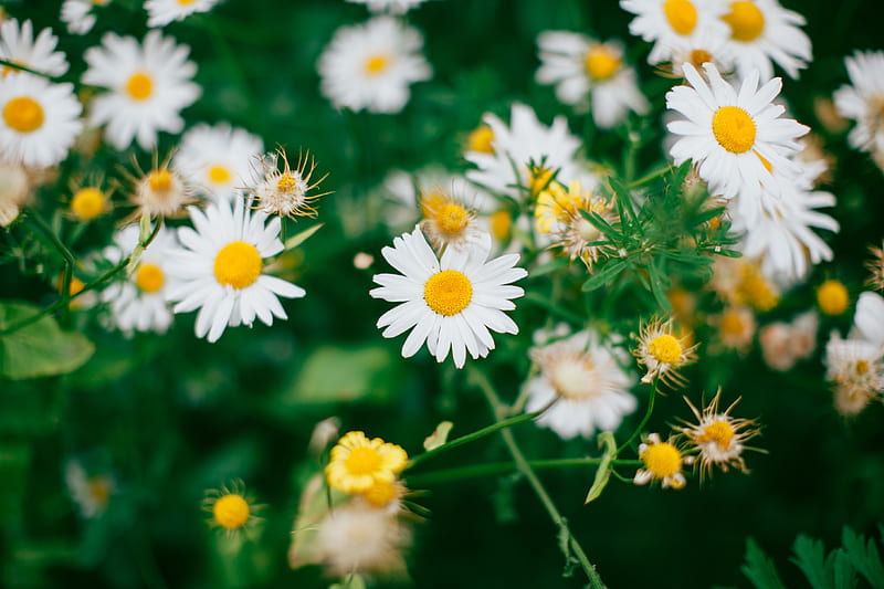 chamomile, flowers, bloom, field, blur, HD wallpaper