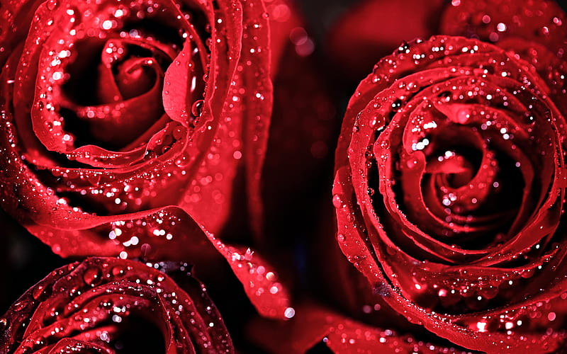 Red Roses, with love, red, pretty, wet, rose, roses petals, raindrops, bonito, drops, sweet, red rose, still life, graphy, flowers, beauty, for you, valentines day, red petals, lovely, romantic, romance, drop, roses, wet roses, nature, petals, HD wallpaper