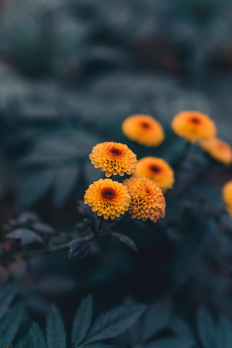 daisies, flowers, yellow, plant, HD phone wallpaper