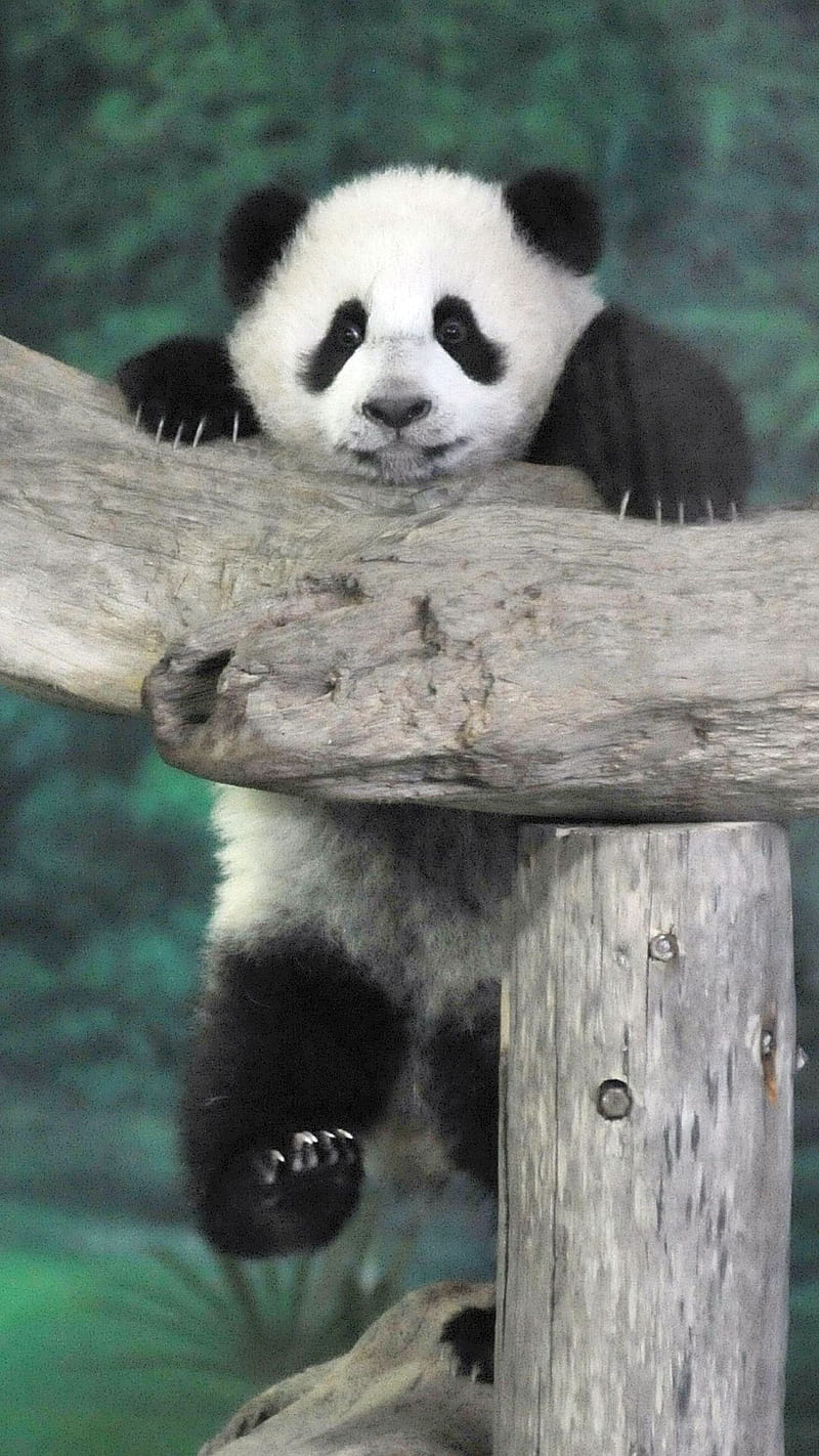 Hanging Out, baby panda, HD phone wallpaper