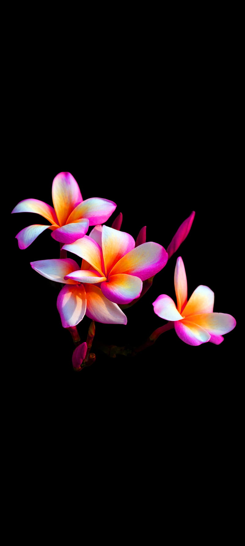 HD flower wallpapers | Peakpx