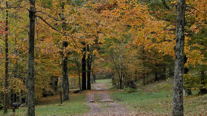 Poke-A-Moonshine Trail in Autumn, fall, autumn, leaves, adirondacks, fall foliage, HD wallpaper