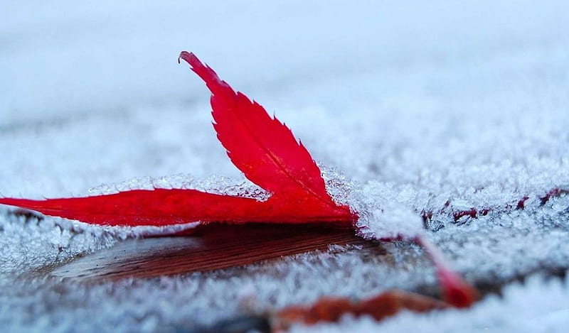 Frozen leaf, fall, autumn, seasons, frosty, graphy, leaves, red leaf, close-up, frost, frosted, abstract, winter, leaf, snow, macro, ice, nature, frozen, HD wallpaper