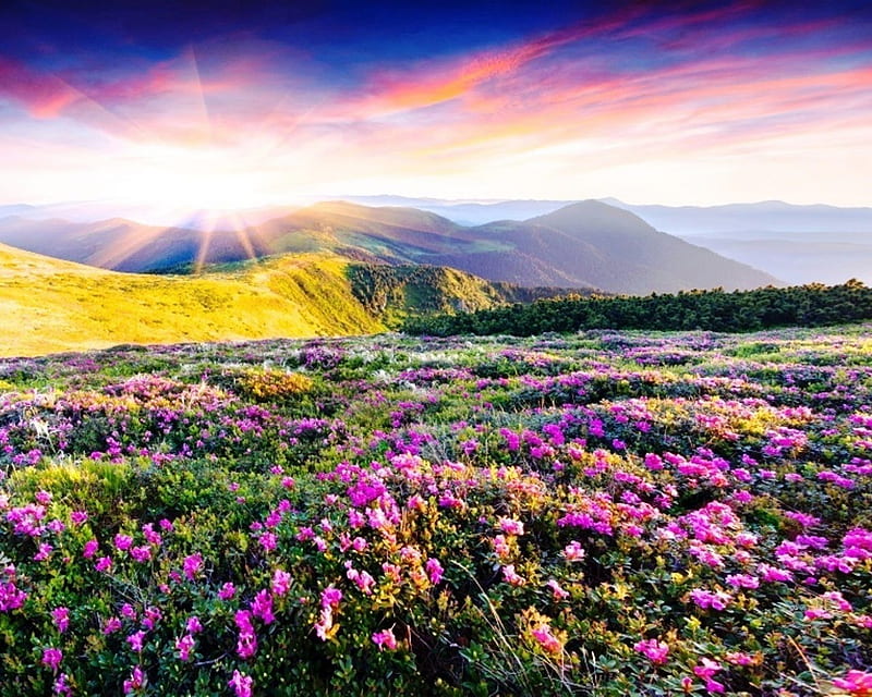 Spring Mountains, sun, mountains, rhododendron, flowers, nature, spring, sky, pink, HD wallpaper