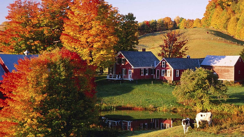 Autumn in the air, Fall, Trees, Pond, Rural, Farm, Autumn, Cows, Property, HD wallpaper