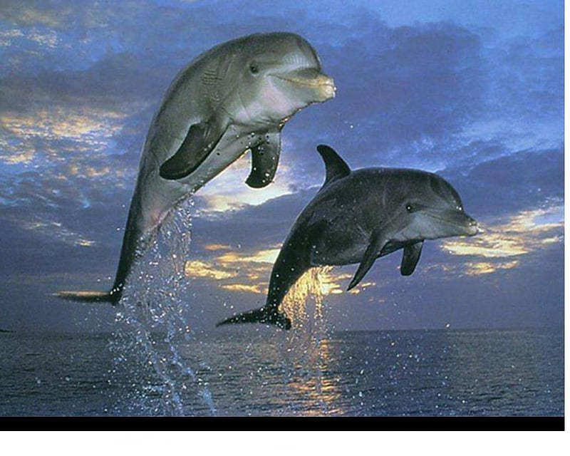 jump, dolphins, two, jumping, ocean, HD wallpaper