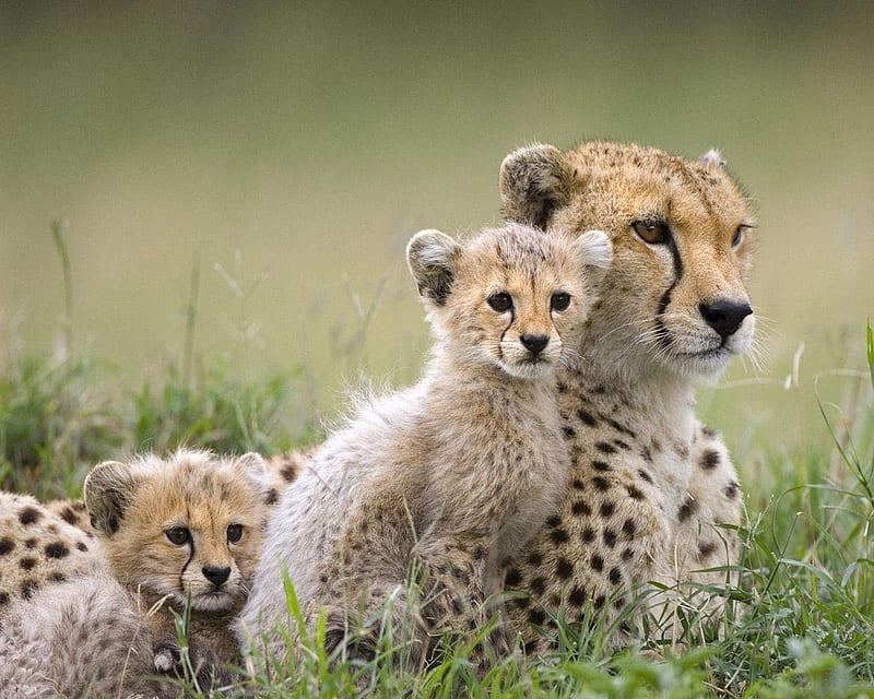 Resting in the grass, cute, cheetah, whiskers, 1280x1024, cubs, mother, field, grassland, HD wallpaper