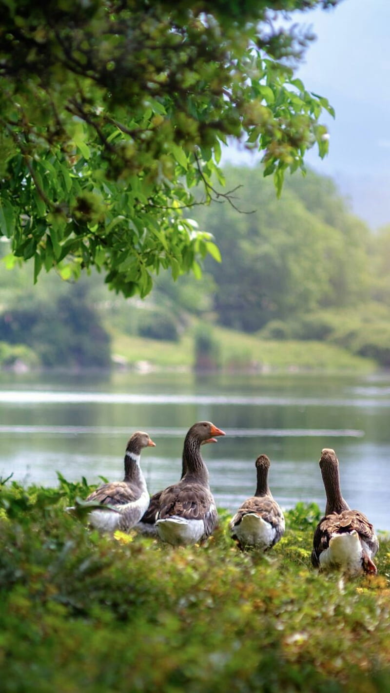 Duck In A Row, HD phone wallpaper
