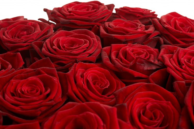 Rose, red, Burgundy, closeup, Flowers, HD wallpaper