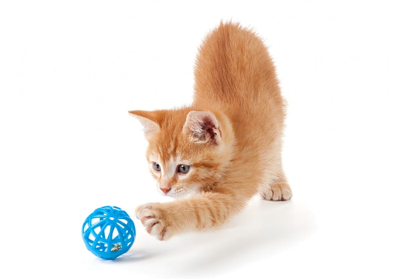 Kitten, orange, ginger, cat, animal, play, sweet, cute, ball, blue, HD wallpaper