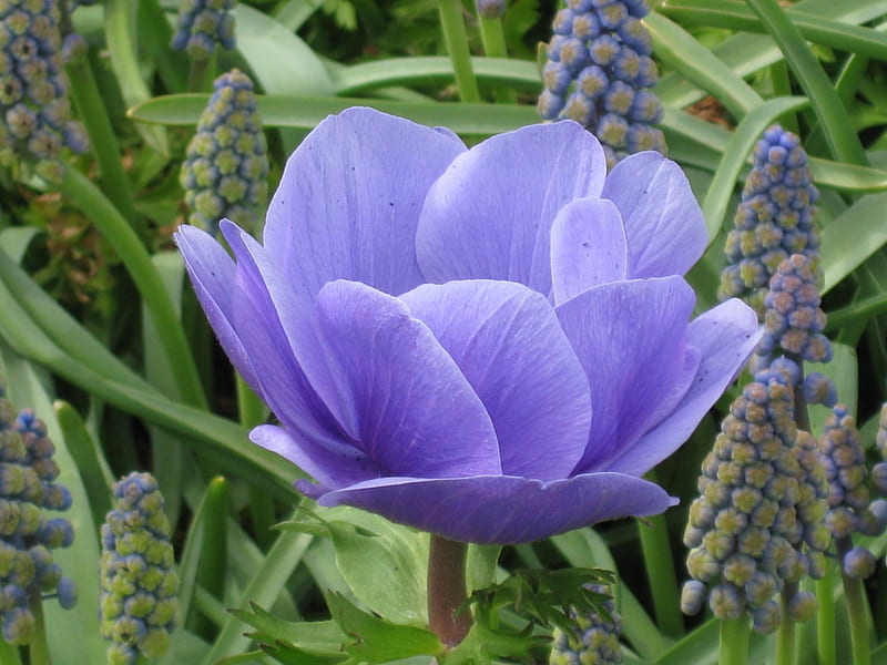 Flor azul / violeta, flor, púrpura, azul, longwood, Fondo de pantalla HD |  Peakpx