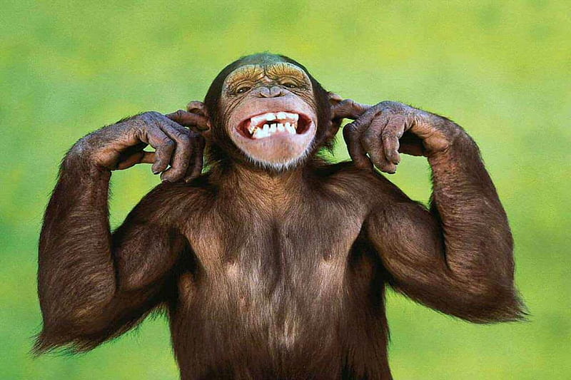hear no evil, primate, monkey, ape, chimpanzee, HD wallpaper