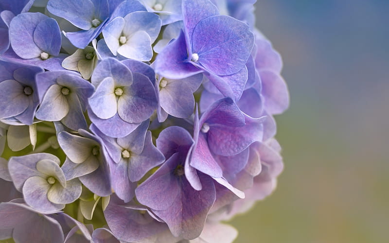 Hermosas flores, hortensias, macro, flores, naturaleza, Fondo de pantalla  HD | Peakpx