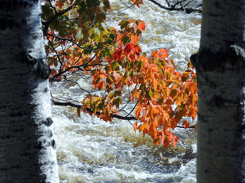 Framed Autumn Branch, Frame, River, graphy, Autumn Branch, Nature, HD wallpaper