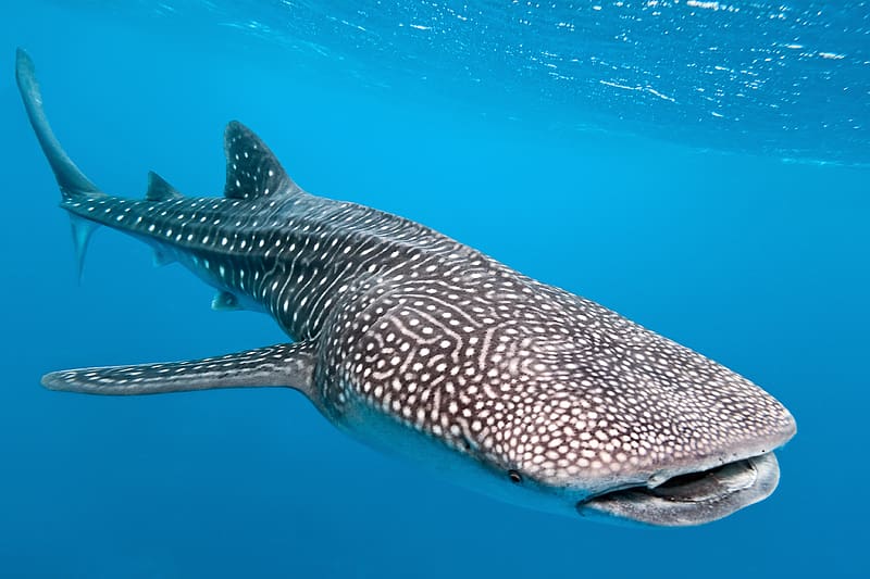 Whale Shark, mammal, whale, shark, ocean, HD wallpaper