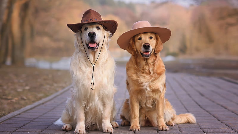 Golden Retriever Dogs With Hats Is Sitting On Road Dog, HD wallpaper