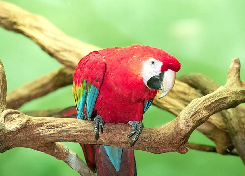 What's That?, scarlet macaw, bird, birds, parrot, macaw, branch, HD wallpaper