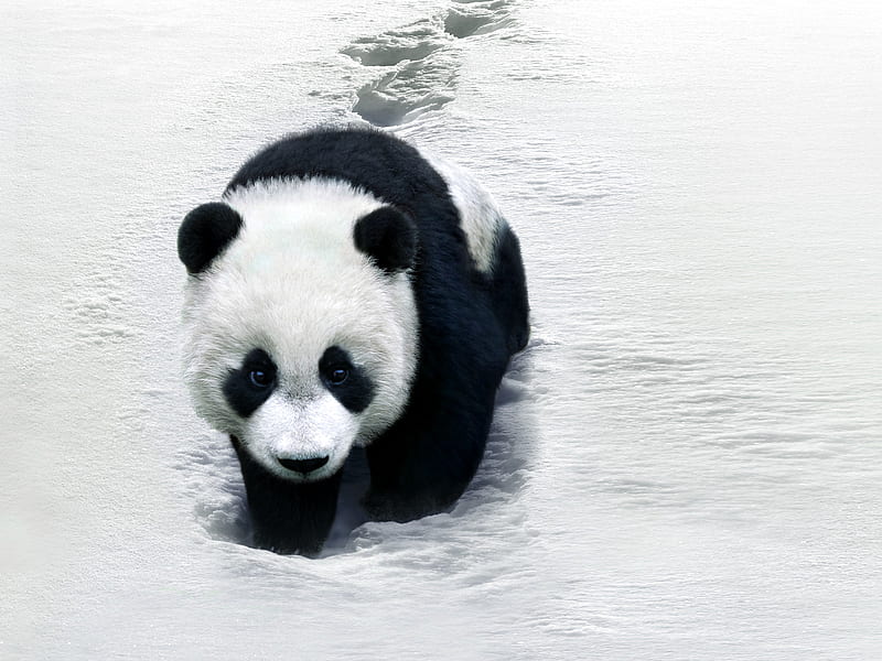Panda bear paws, panda, snow, bear, paw, bamboo, winter, HD wallpaper