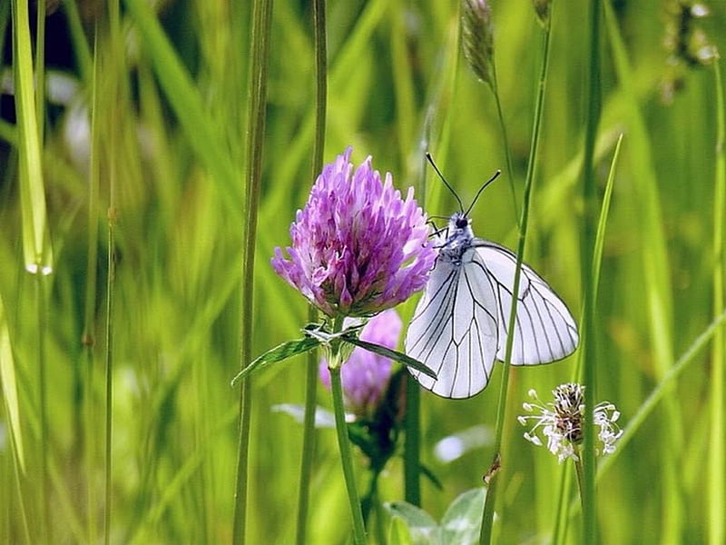 LITTLE WHITE BUTTERFLY, flower, thistle, white, butterfly, HD wallpaper