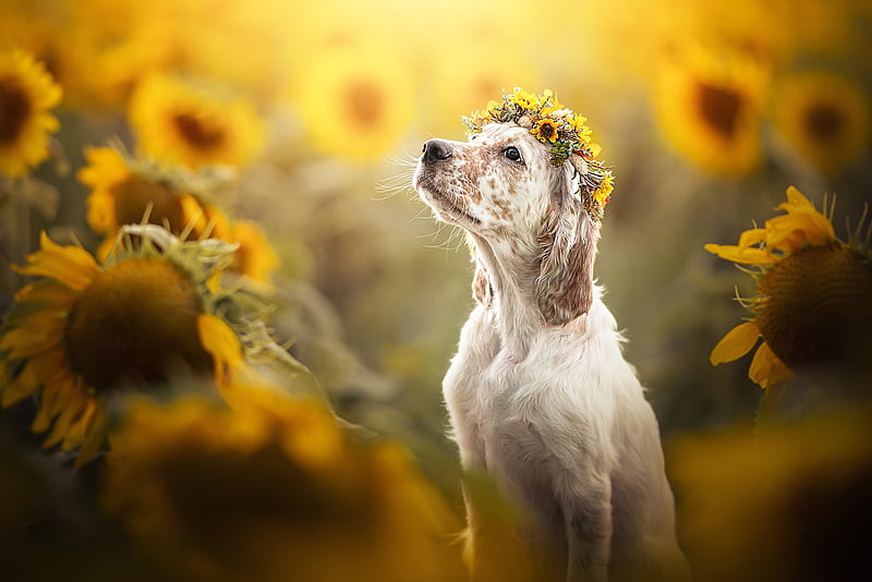 Perros, perro, girasol, guirnalda, Fondo de pantalla HD | Peakpx