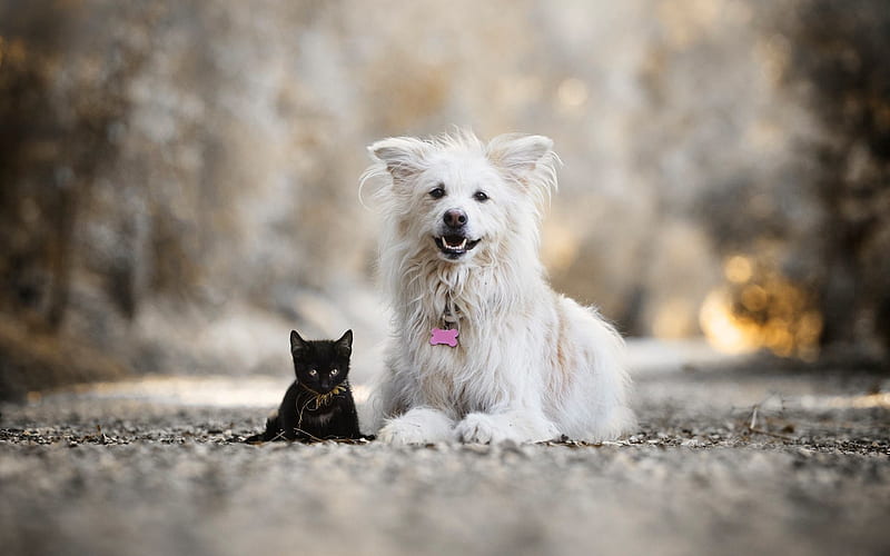 White dog and black kitten, friends, cat and dog, cute animals, pets, cats,  dogs, HD wallpaper | Peakpx