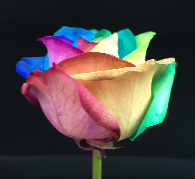 Rose Multicolor, rose fleur, HD wallpaper