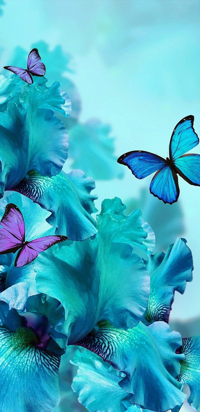 Teal Orchids, bonito, blue, butterflies, butterfly, floral, flower, flowers, pretty, HD phone wallpaper