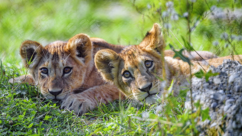 lion cub, cub, glance, predator, funny, HD wallpaper