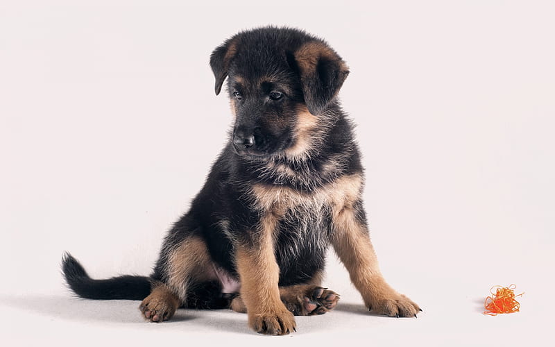German Shepherd, Little Cute Puppy, Pets, Small Dog, Puppies, HD wallpaper