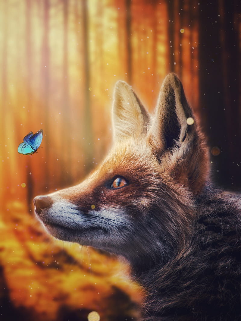 Fox and Blue Butterfly, animal, butterfly, cute, fantasy, forest, fox,  insect, HD phone wallpaper | Peakpx