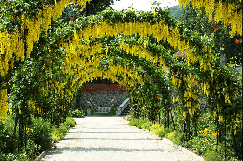 golden flower arch, arch, golden, flowers, yellow, garden, arbor, HD wallpaper