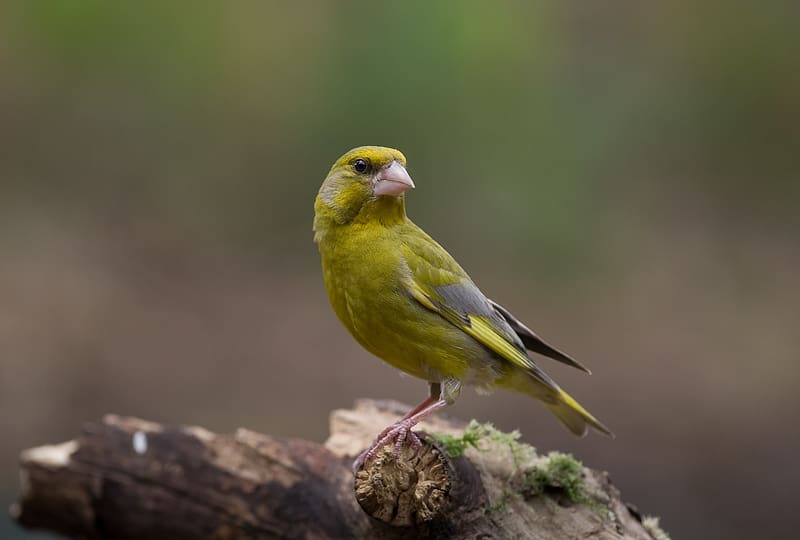 Birds, Animal, Finch, European Greenfinch, HD wallpaper