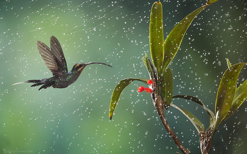 Hermit Hummingbird, flower, rain, hummingbird, bird, America, HD wallpaper