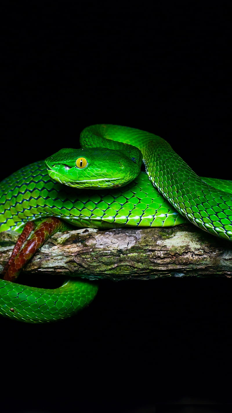 Green Pit Viper, black, gumprecht, reptile, snake, tree, HD phone wallpaper