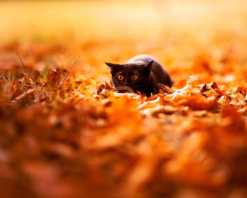 Scared cat, autumn, kittens, HD wallpaper